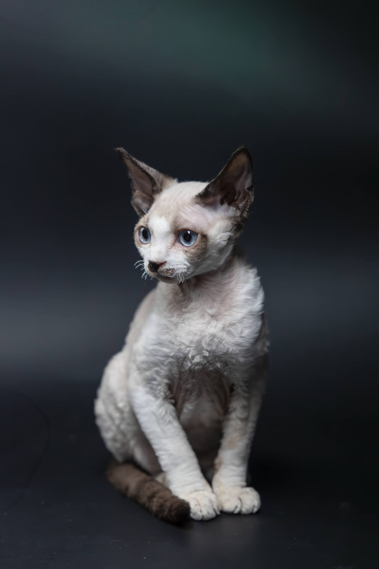 Animals - Allegra Photography